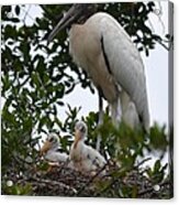 Nesting Wood Stork Family Acrylic Print