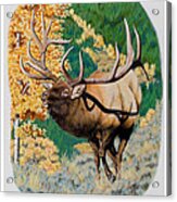 Nevada Nontypical Elk Acrylic Print