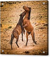 Nevada Wild Horses 3890 Acrylic Print