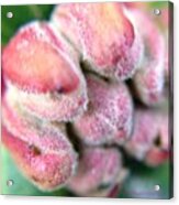 New Beginnings-rhododendron Floret Bud Acrylic Print