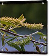 New Growth Along The River Acrylic Print