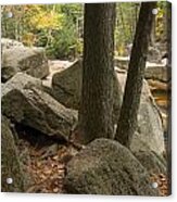 New Hampshire Forest Interior Acrylic Print