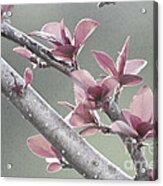 New Leaves In Spring Acrylic Print