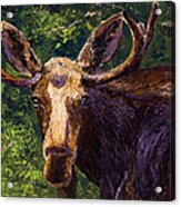 Loose Moose Acrylic Print