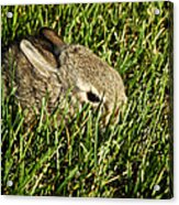 The Baby Cottontail Acrylic Print