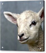 Newborn Lamb Acrylic Print