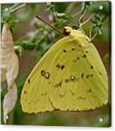 Newly Emerged Cloudless Sulphur Butterfly With Chrysalis In Background Acrylic Print