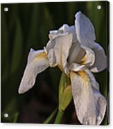 Night Iris Acrylic Print