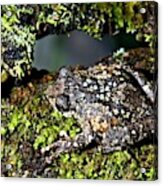 Nilgiri Bush Frog Acrylic Print