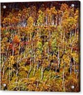 Norse Autumn Birch Forest Acrylic Print