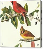 Northern Cardinal Birds Acrylic Print