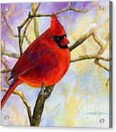 Northern Cardinal Acrylic Print