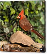 Northern Cardinal Santa Rita Mts Acrylic Print