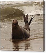 Northern Elephant Seal Acrylic Print