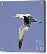 Northern Gannet In Flight Acrylic Print