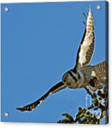 Northern Hawk Owl Flying With Its Capture Acrylic Print