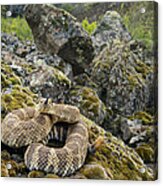 Northern Pacific Rattlesnake Flicking Acrylic Print