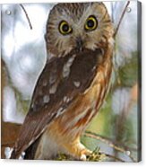 Northern Saw-whet Owl Acrylic Print