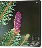Norway Spruce Baby Pine Cone 20120429_109a Acrylic Print