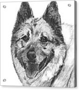 Norwegian Elkhound Sketch Acrylic Print