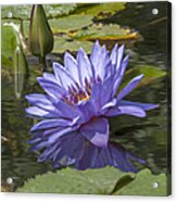 Nymphaea Water Lily Dthb1633 Acrylic Print