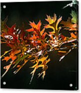 Oak Cluster In Fall Colors Acrylic Print