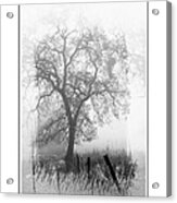 Oak In The Fog Acrylic Print