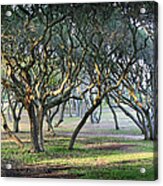 Oaks Of Fort Fisher Acrylic Print