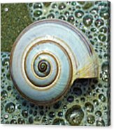 Ocean Shell Spiral White Acrylic Print