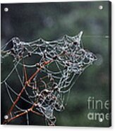 October Spiderwebs In The Garden Acrylic Print