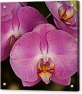 Oil Painted Orchids Acrylic Print