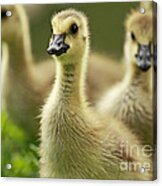 Okay Everyone Follow Me - Canada Geese Goslings Acrylic Print