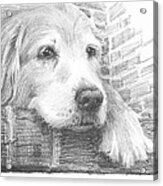 Old Labrador Dog Resting Pencil Portrait Acrylic Print