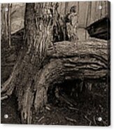 Old Oak 2 Acrylic Print