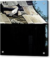 Old Tin Roof 12788 Acrylic Print