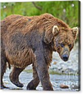 Old Warrior With Scars Acrylic Print
