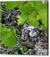 Old Zinfandel Grape Vine Acrylic Print