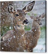 On The Alert Acrylic Print