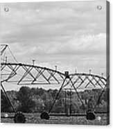 On The Farm Acrylic Print