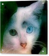 One Blue One Green Eye Cat In New Olreans Acrylic Print