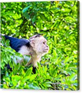 One Determined Monkey - Costa Rica Wildlife Acrylic Print