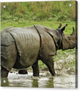 One-horned Rhinoceros, Coming Acrylic Print