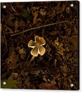 One Little Mushroom Acrylic Print