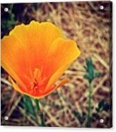 One More California Golden Poppies. I Acrylic Print