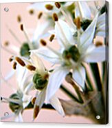 Onion Flower Acrylic Print