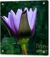 Only A Reflection Acrylic Print