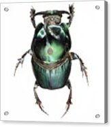 Onthophagus Dung Beetle Acrylic Print
