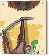 Template - Zoo Or Nature Interpretation Panel -orang-utan Orangutan Shrinking Habitat Great Apes Acrylic Print