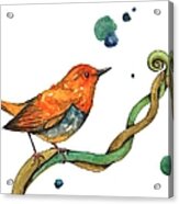 Orange Bird Acrylic Print