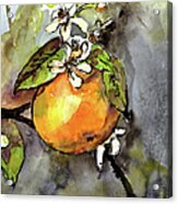 Orange Blossom Botanical Watercolor And Ink By Ginette Acrylic Print
